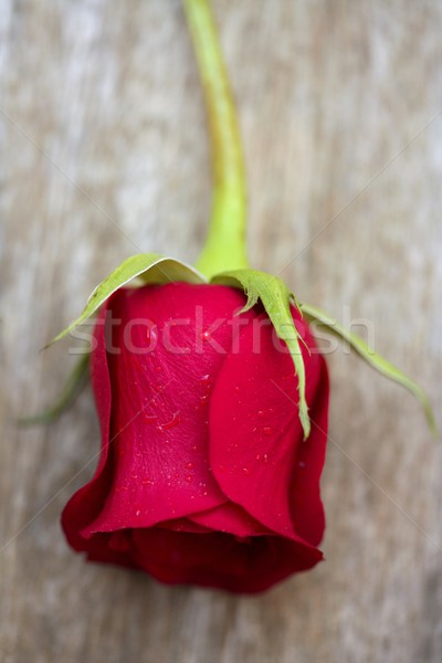 Czerwona róża starych drewna romantyczny wiosną Zdjęcia stock © lunamarina