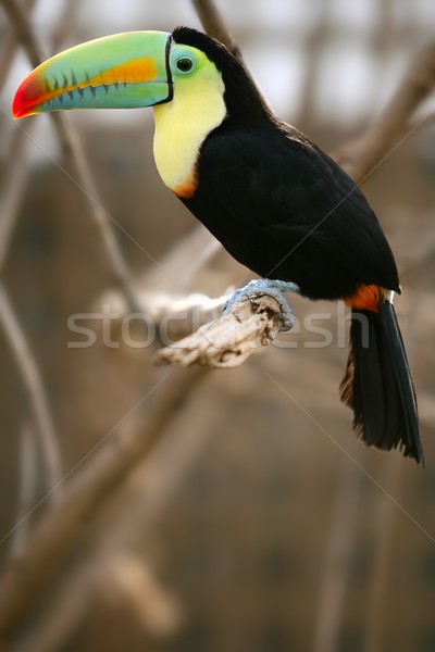 Kee billed Toucan bird colorful Stock photo © lunamarina