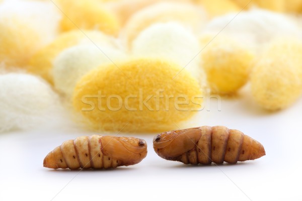 Viele Seide Wurm gelb weiß Textur Stock foto © lunamarina