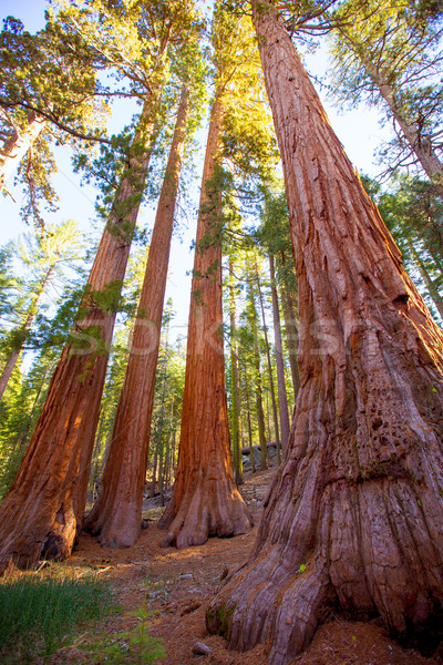 Sequoias in Mariposa grove at Yosemite National Park Stock photo © lunamarina