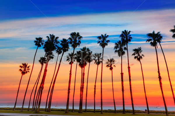 Foto stock: Califórnia · pôr · do · sol · palmeira · céu