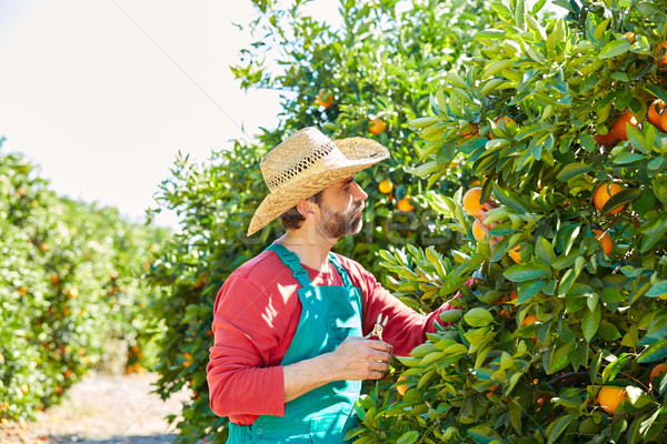 Agriculteur homme récolte oranges oranger domaine [[stock_photo]] © lunamarina