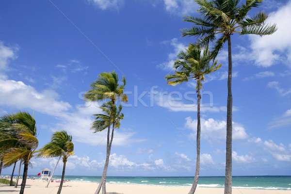 Foto stock: Fort · lauderdale · praia · tropical · palmeiras · Flórida · blue · sky · praia