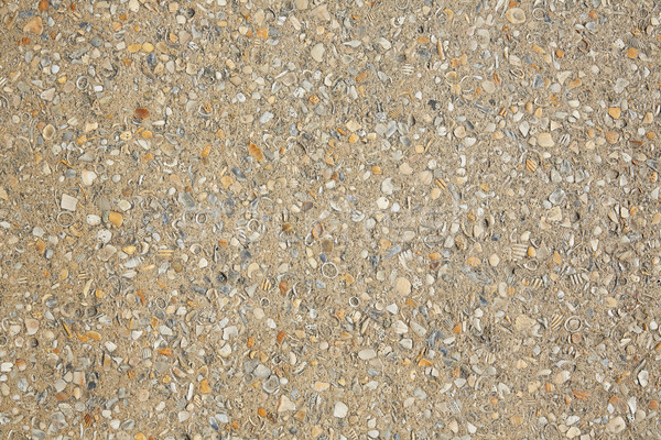 Palma praia conchas concreto solo Flórida Foto stock © lunamarina