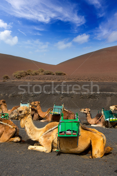 Camel in Lanzarote in timanfaya fire mountains Stock photo © lunamarina
