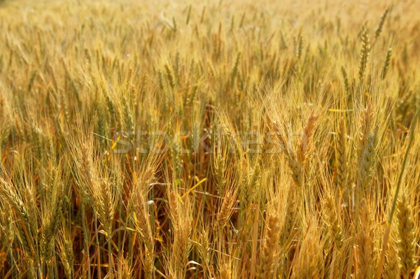 Grâu cereale galben câmp frumos Imagine de stoc © lunamarina