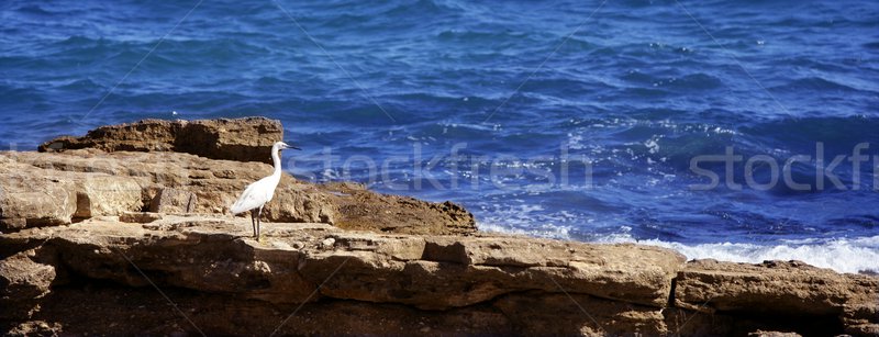 Sea white bird on a rocky mediterranean shore Stock photo © lunamarina