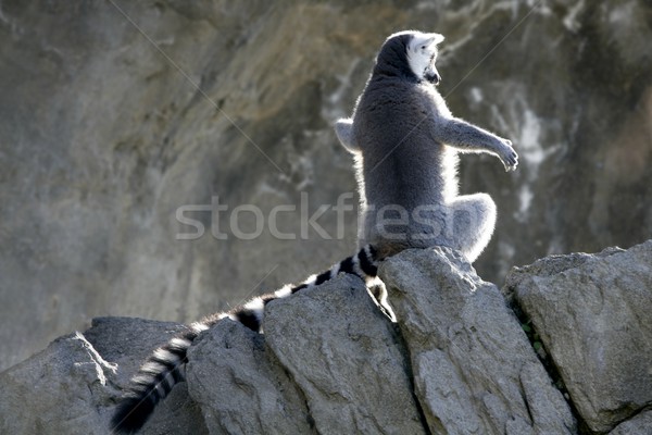 Madagascar Lemur getting sun bath Stock photo © lunamarina