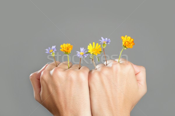 Concept of plant growing from woman hands Stock photo © lunamarina