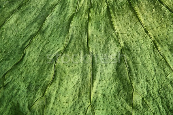 Foto d'archivio: Albero · foglia · verde · macro · primo · piano · texture · natura