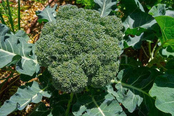 Broccoli plant organisch boomgaard stedelijke natuur Stockfoto © lunamarina