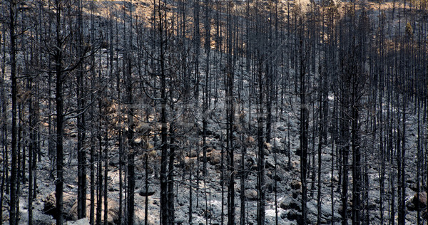 黒 カナリア 松 森林火災 公園 夏 ストックフォト © lunamarina