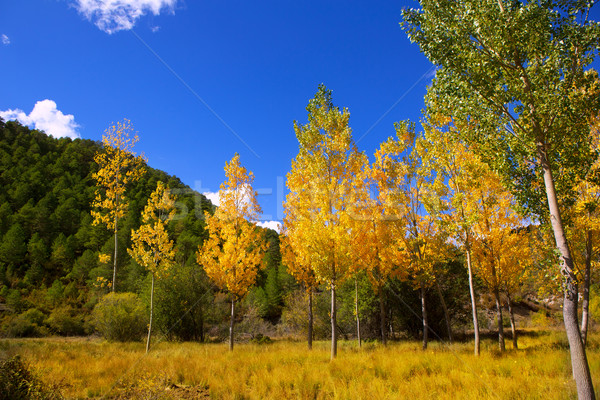 Autumn fall forest with yellow golden poplar trees  Stock photo © lunamarina