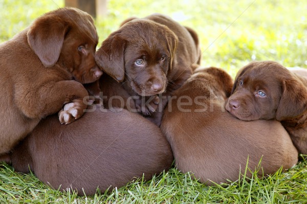 Brown Labrador Retriever dog litter of pups Stock photo © lunamarina