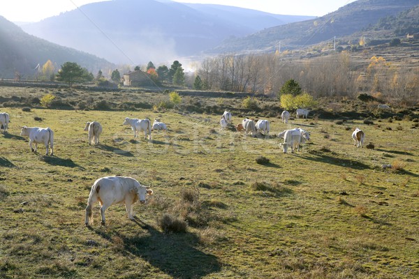 Vacche bovini mangiare erba inverno rosolare Foto d'archivio © lunamarina