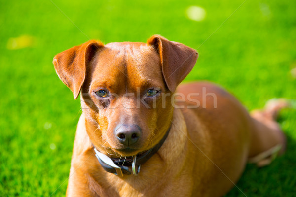 Mini pinscher brown dog portrait laying in lawn Stock photo © lunamarina