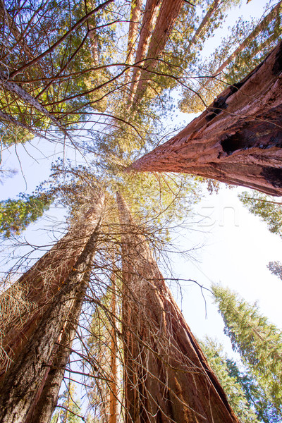 Kalifornien Ansicht unterhalb Hain Yosemite USA Stock foto © lunamarina