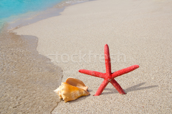beach starfish and seashell on white sand Stock photo © lunamarina