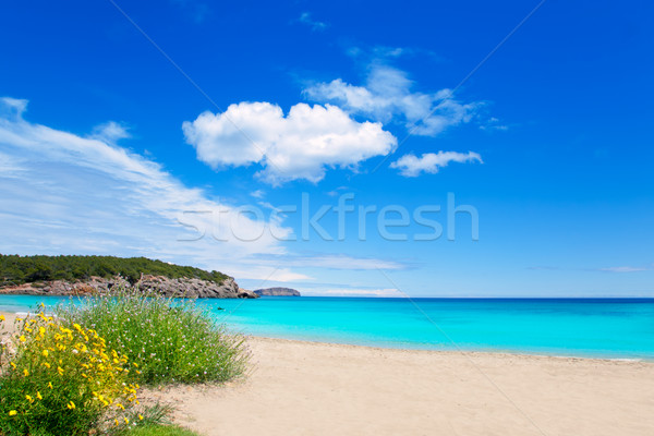 Cala Nova beach in Ibiza island with turquoise water Stock photo © lunamarina