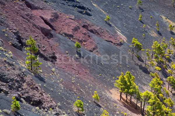 кратер вулкан Канарские острова пейзаж пустыне Сток-фото © lunamarina