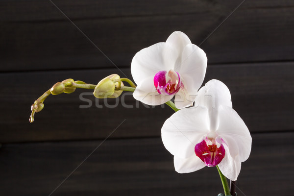 Closeup white orchid Phalaenopsis cultivars hybrid flower Stock photo © lunamarina