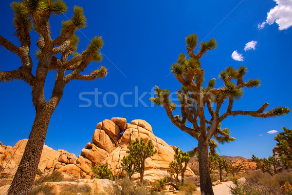 Stock photo: Joshua Tree National Park Yucca Valley Mohave desert California