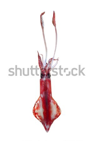 живой кальмар морепродуктов изолированный белый воды Сток-фото © lunamarina