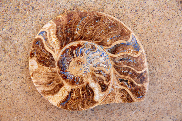 Ammonites fossil snail cut found in Teruel Stock photo © lunamarina
