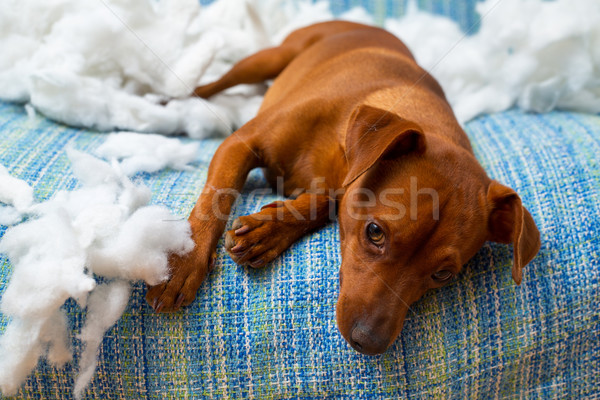 小狗 狗 咬 枕頭 商業照片 © lunamarina