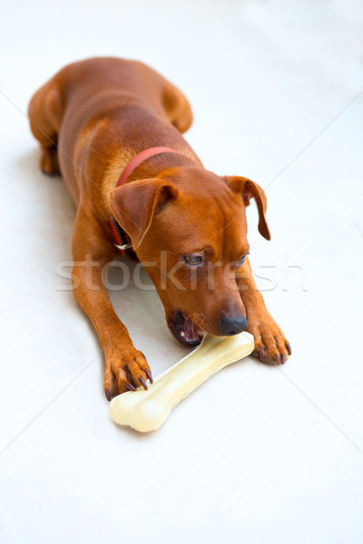 Mini Hund Essen Knochen selektiven Fokus Haus Stock foto © lunamarina