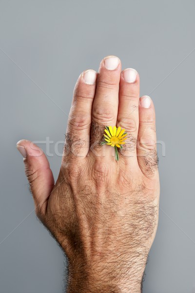 Concept and contrast of hairy man hand and flower Stock photo © lunamarina