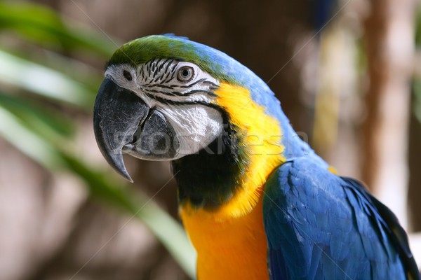 Blue and gold yellow macaw tropical  Stock photo © lunamarina