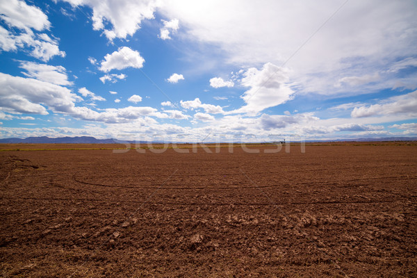 Cereal rice fields in fallow after harvest at Mediterranean Stock photo © lunamarina