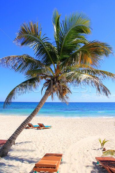 Stock photo: Caribbean coconut palm trees in tuquoise sea