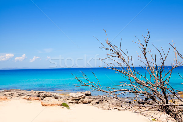 Formentera Escalo beach with dried branches Stock photo © lunamarina