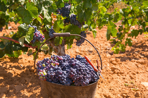 bobal harvesting with wine grapes harvest Stock photo © lunamarina