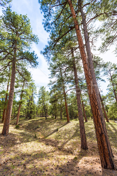 Foto stock: Pinheiro · floresta · Grand · Canyon · Arizona · EUA · céu