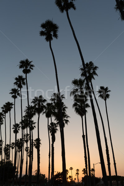 California sunset Palm tree rows in Santa Barbara Stock photo © lunamarina