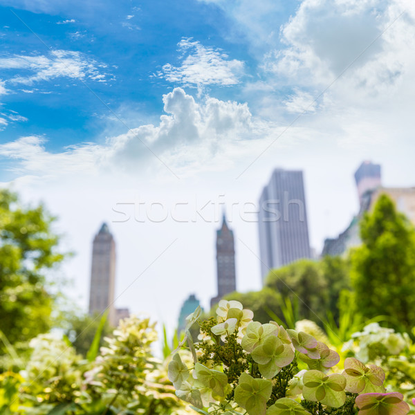 中央公園） 花卉 曼哈頓 紐約 天空 春天 商業照片 © lunamarina