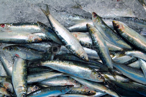 Sardine fresh fish seafood on ice sea market Stock photo © lunamarina
