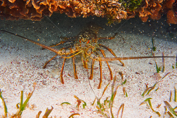Lobster in Great Mayan Reef at Riviera Maya Stock photo © lunamarina