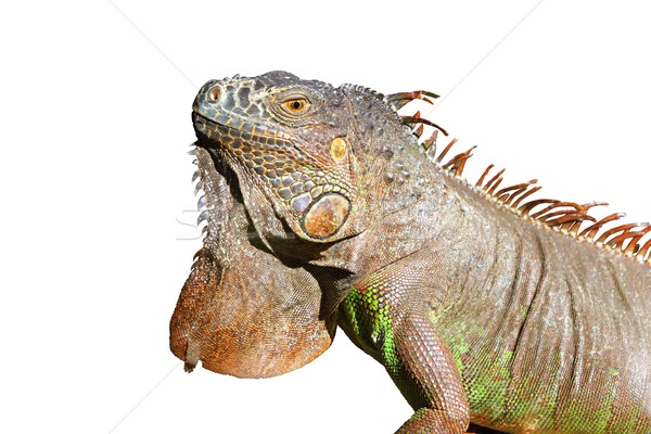 Iguana from mexico profile portrait detail macro Stock photo © lunamarina