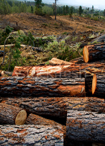 pine tree felled for timber industry in Tenerife Stock photo © lunamarina