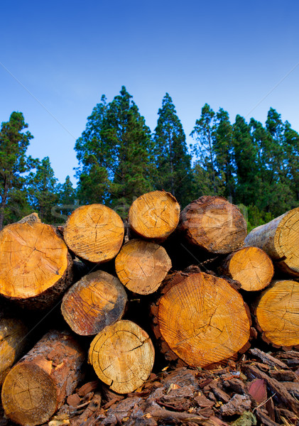 Pijnboom hout industrie tenerife voorjaar hout Stockfoto © lunamarina