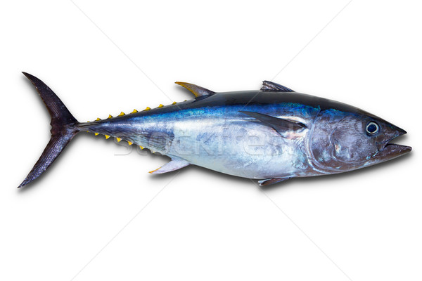 Bluefin tuna really fresh isolated on white Stock photo © lunamarina