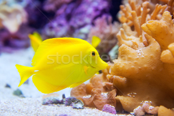 yellow tang fish Zebrasoma flavesenes Stock photo © lunamarina