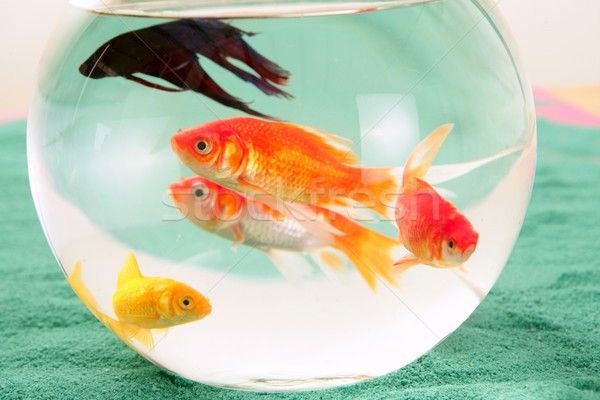 Fische Glas Schüssel rot grünen Haustiere Stock foto © lunamarina