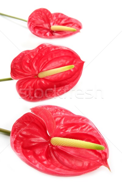 Stock photo: Anthurium exotic beautiful red flower still