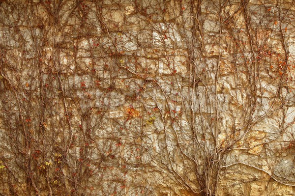 Autumn climbing plant wall texture background Stock photo © lunamarina