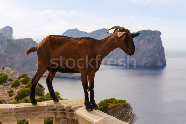 Majorca goat in Formentor Cape Lighthouse Stock photo © lunamarina